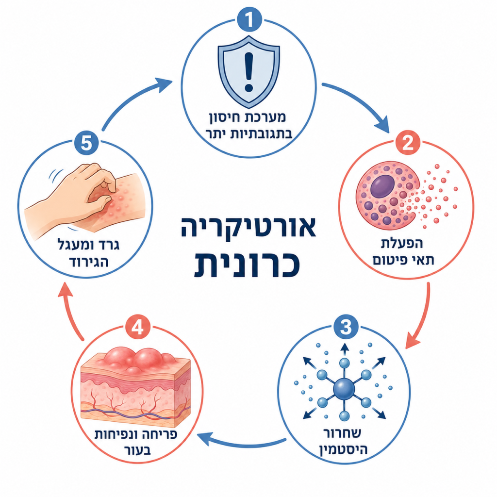 אינפוגרפיקה המתארת את מעגל האורטיקריה הכרונית - טריגר, שחרור היסטמין, פריחה, גרד