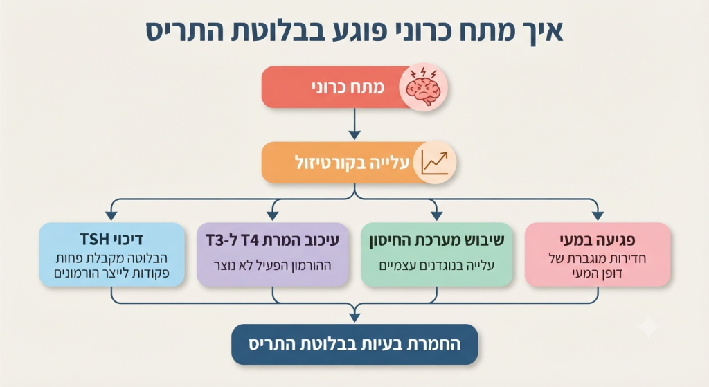 אינפוגרפיה המציגה את המסלול מתח כרוני דרך קורטיזול לפגיעה בבלוטת התריס
